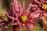 Sempervivum Arachnoideum